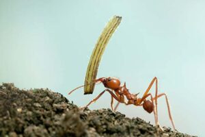 Read more about the article 5 lessons we can learn from ants